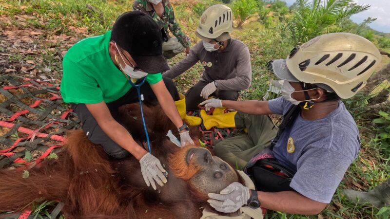 Evakuasi Orangutan Sumatera di Langkat, BKSDA Sumut Turun Tangan