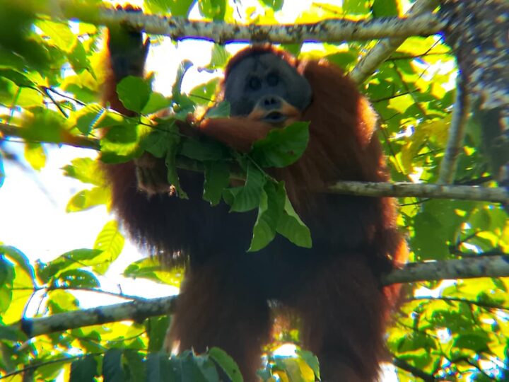 BKSDA bersama Tim HOCRU Lakukan Resuce dan Translokasi Orangutan Sumatera Pongo Abelii