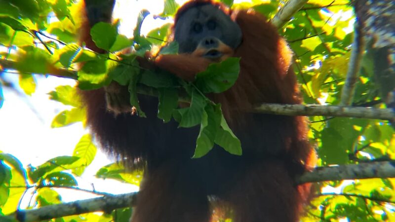 BKSDA bersama Tim HOCRU Lakukan Resuce dan Translokasi Orangutan Sumatera Pongo Abelii